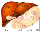 췌장 부위 설명 그림